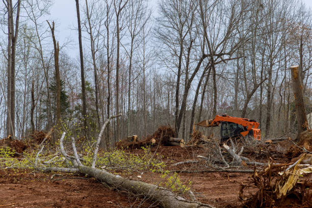 Best Tree Planting  in USA