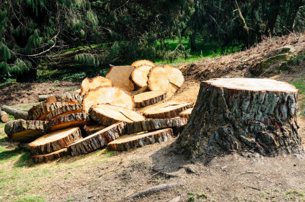 Best Tree Preservation Services  in USA